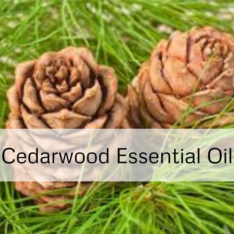 Cedarwood Essential Oil