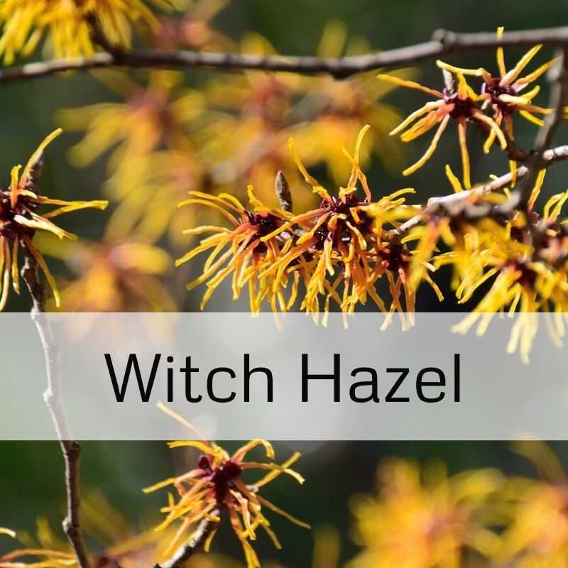 Witch Hazel (Alcohol Free)