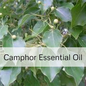 Camphor Essential Oil