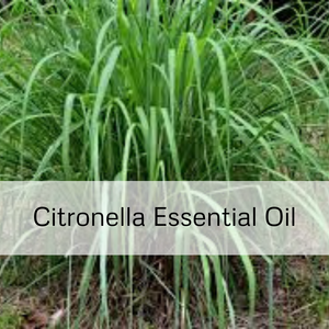 Citronella Essential Oil