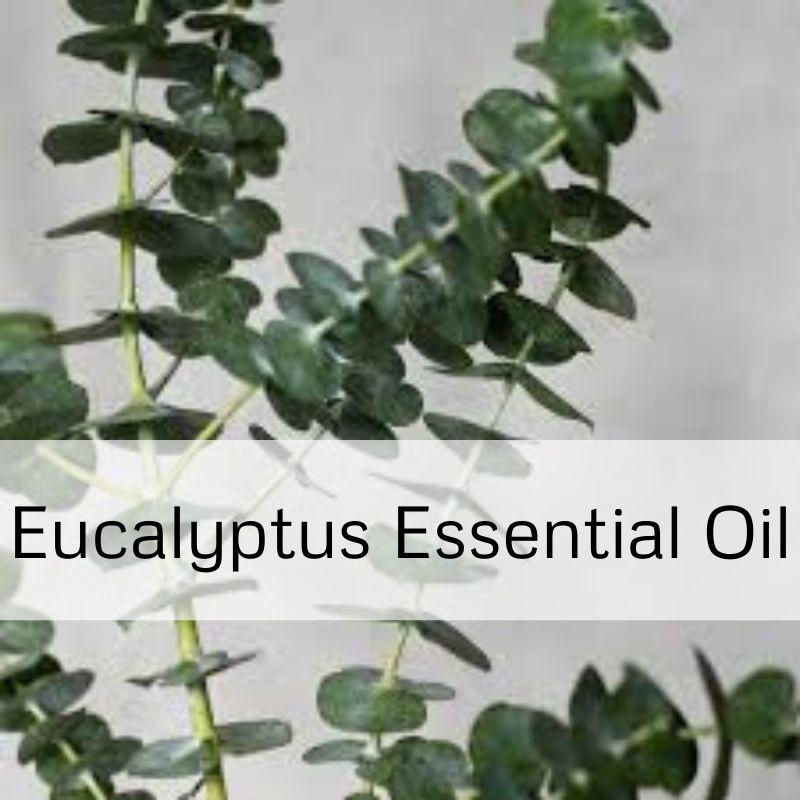 Eucalyptus Essential Oil