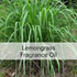 Lemongrass Fragrance Oil