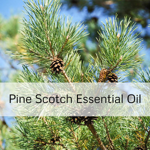 Pine Scotch Essential Oil