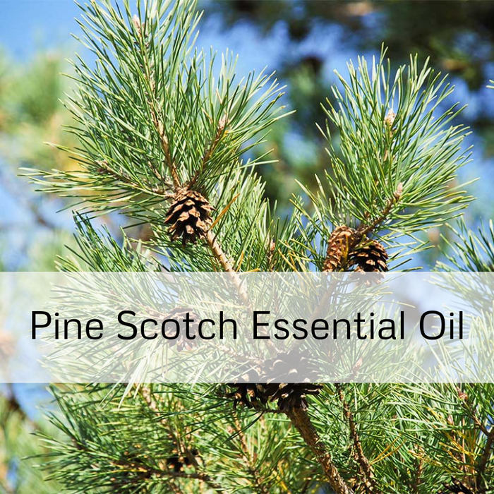 Pine Scotch Essential Oil