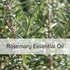 Rosemary Essential Oil