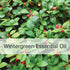 Wintergreen Essential Oil